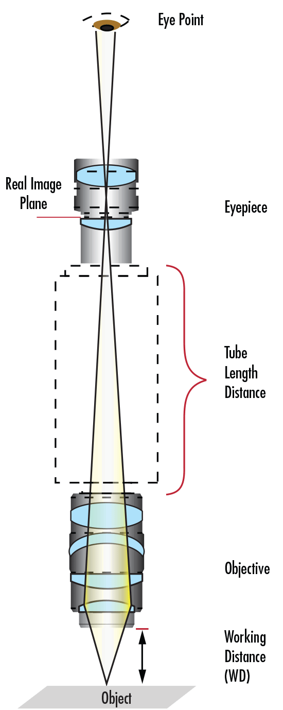 Components of a Compound Microscope