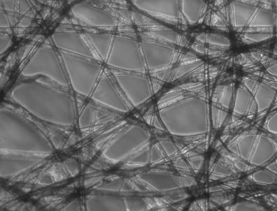 Phase Contrast Image of Tissue Paper